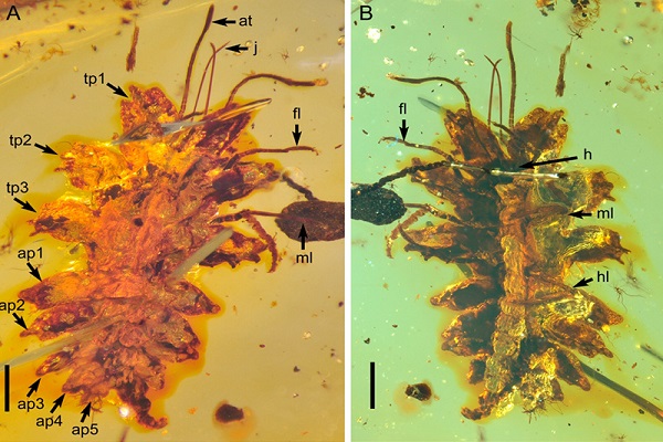  Mẫu hóa thạch của 2 ấu trùng loài bọ cánh ren mới được phát hiện. Ảnh: Nanjing Institute of Geology and Palaeontology.