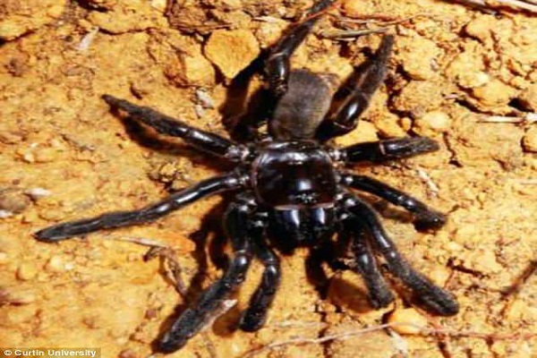 ''Số 16'' nắm giữ kỷ lục là con nhện sống lâu nhất hành tinh. Ảnh: Curtin University.