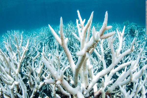 Quần thể san hô nổi tiếng ở Hawaii đang bị tẩy trắng và chết dần bởi các hóa chất trong kem chống nắng. Ảnh: CNN