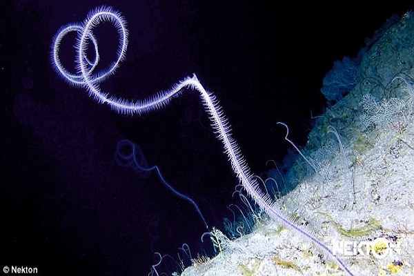 Một loài san hô mới mang hình dáng kỳ lạ đã được phát hiện dưới vùng biển tăm tối và lạnh lẽo. Ảnh: Nekton.