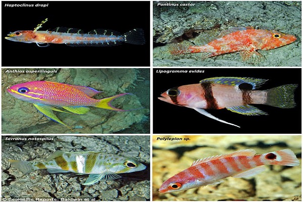  Một số loài cá mới được phát hiện tại  Khu vực Rariphotic ngoài khơi đảo Curaçao. Ảnh: Dailymail.