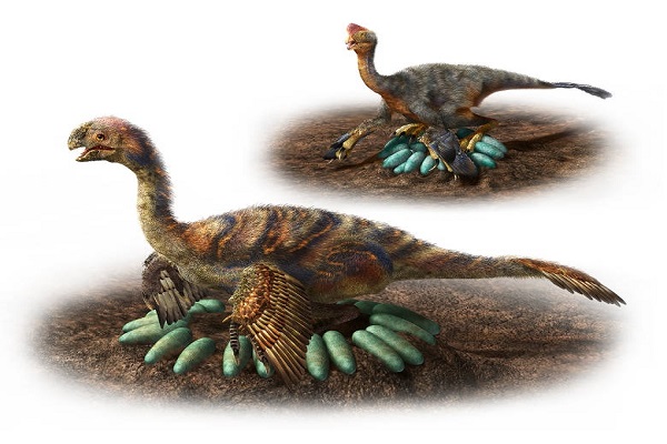  Minh họa cách ấp trứng tài tình của loài khủng long Oviraptorosaurs. Ảnh: CBC