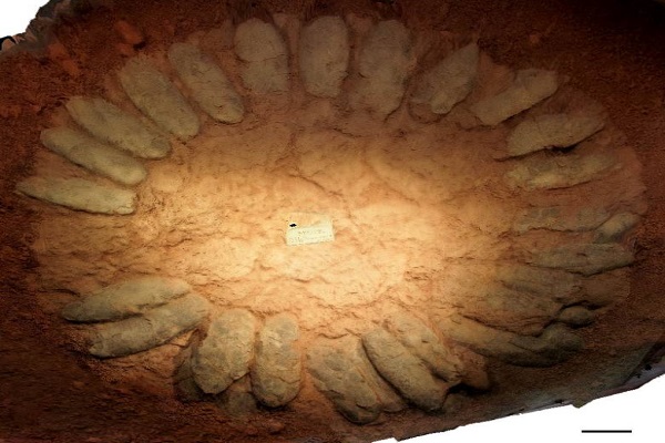  Một ổ trứng Oviraptorosaurs có đường kính trên 3m được tìm thấy tại Trung Quốc. Ảnh: CBC