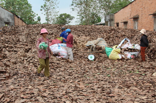 Tin tức mới cập nhật ngày 06/01: Lá điều khô được thương lái thu mua 1.200 đồng một kg tại xã Gia Canh, huyện Định Quán (Đồng Nai)