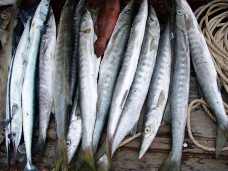 Các loài cá nhiễm độc tố Ciguatera như cá nhồng, cá chình, cá hồng đang có nguy cơ gia tăng