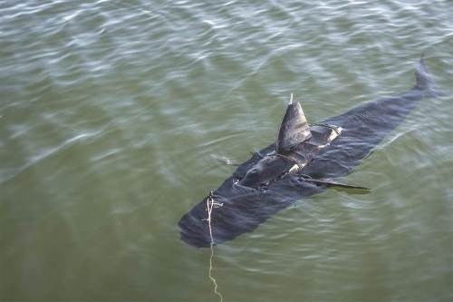 Tin tức mới cập nhật 24h ngày 14/12: Cá robot GhostSwimmer của Hải quân Mỹ