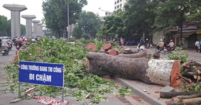 Hà Nội chặt hạ 6.700 cây xanh, người dân lo lắng là tin tức mới cập nhật ngày 18/03/2015