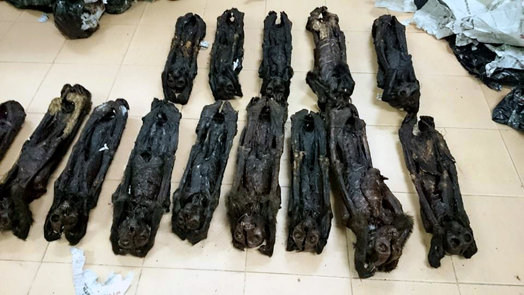 Phát hiện 20 xác động vật linh trưởng đã được sấy khô, bọc trong túi nilon là một trong những tin tức mới cập nhật 24h