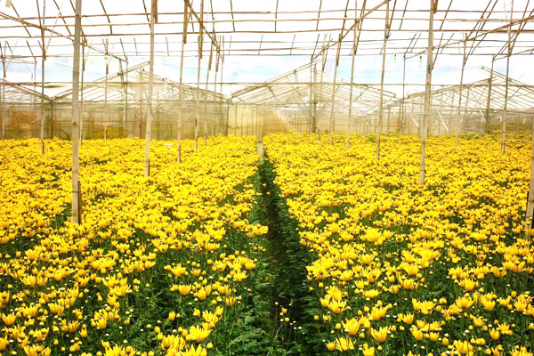 Tin tức mới cập nhật 24h ngày 23/1/2015: Hoa cúc nở sớm, rớt giá mạnh khiến nông dân phải nhổ bỏ