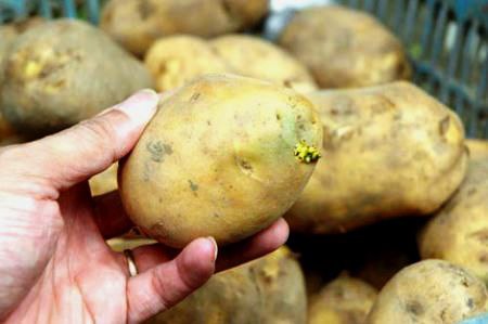 Nguy cơ ngộ độc thực phẩm, đau bụng, ỉa chảy... do ăn phải khoai tây chuyển xanh hoặc khoai tây mọc mầm