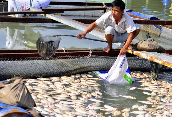 Cá chết hàng loạt trắng sông Đồng Nai khiến người dân làng bè Biên Hòa điêu đứng