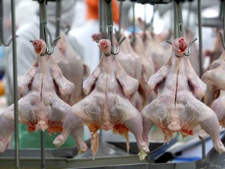 Vi khuẩn gây tiêu chảy campylobacter được phát hiện có trong hơn 73% thịt gà bán tại các siêu thị ở Anh
