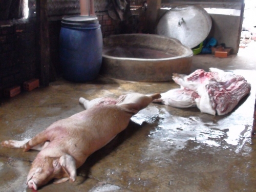 THu giữ 2 tạ thịt lợn bẩn, mắc bệnh xuất huyết đang được giết mổ, ra thị trường tiêu thụ