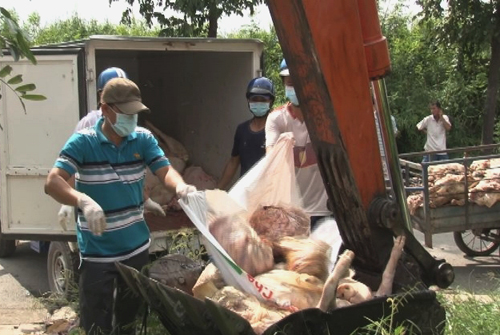 1,5 tấn thịt lợn hôi thối, đang phân hủy bị phát hiện và tiêu hủy tại tỉnh Đông Tháp