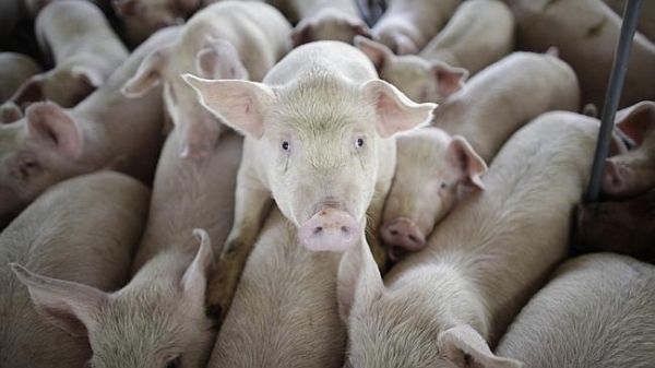 Thịt lợn nhiễm hóa chất trong thuốc diệt chuột có thể được bán hợp pháp tại Úc