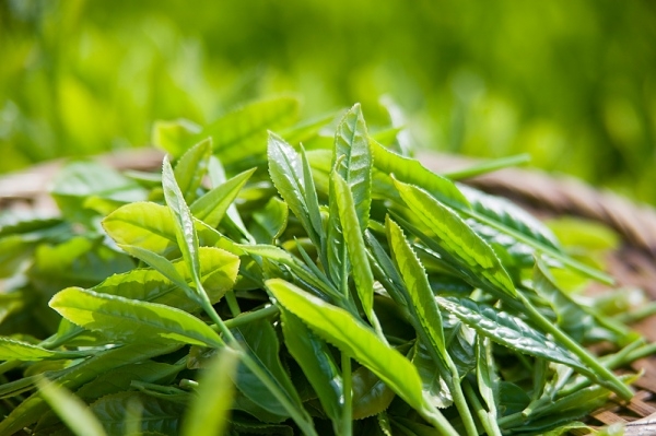 Một trong những thực phẩm ngừa ung thư rất hiệu đó chính là trà xanh do có chứa chất chống oxy hóa cực mạnh