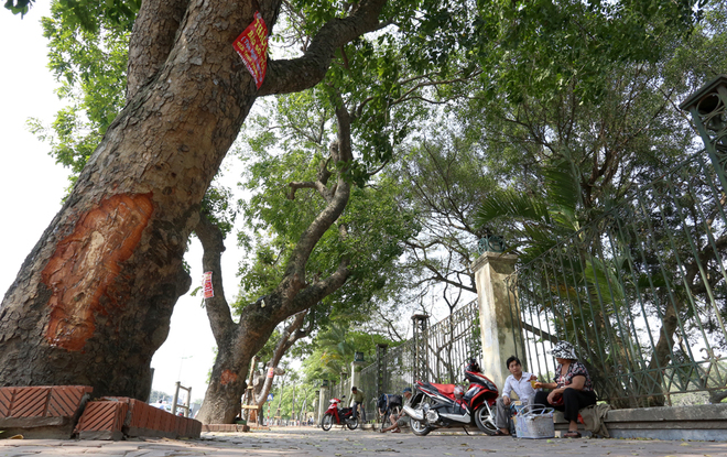 Tin tức mới cập nhật 24h ngày 16/4/2015 đưa tin hàng loạt cây xà cử ở Hà Nội bị lột vỏ