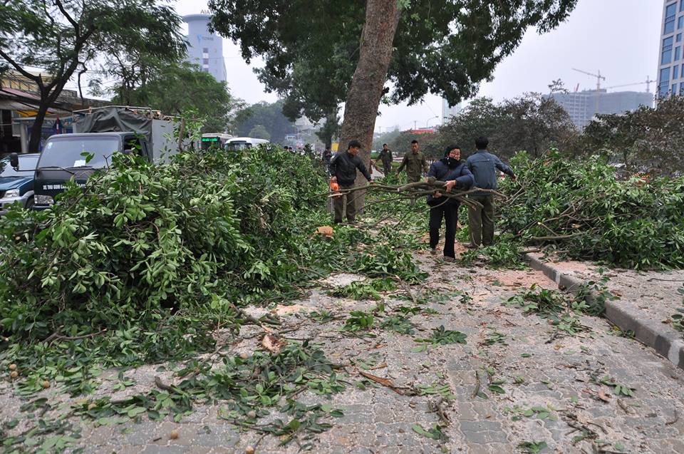 Tin tức mới cập nhật 24h ngày 6/4/2015 đưa tin TP Hà Nội đầu tư 25 tỷ đồng để bổ sung phương tiện chặt hạ, duy trì cây xanh
