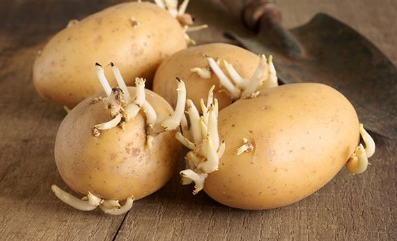 Nguy cơ mắc ung thư từ việc ăn khoai tây mọc mầm
