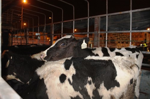  400 con bò tơ được Vinamilk nhập từ Úc về Việt Nam