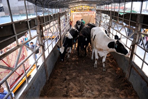 Vinamilk nhập hàng loạt bò sữa cao sản từ Úc về Việt Nam