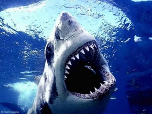 Cá mập hổ hoặc cá mập bò đang bị tình nghi là đối tượng tấn công 2 thiếu niên