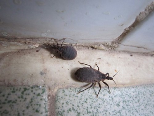 Loài côn trùng xuất hiện ở Ninh Thuận là bọ xít hút máu