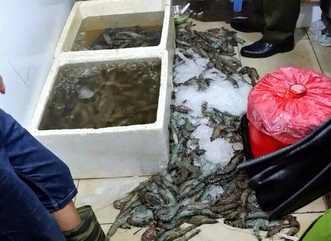 Tôm sú bị tiêm thuốc bị phát hiện tại cơ sở kinh doanh hải sản ở Hải Phòng