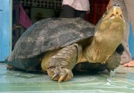 ‘Cụ rùa’ do con rể ông Chót bắt được nặng 14kg, da vàng đậm và được cho là có tuổi thọ cả trăm năm