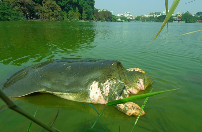 Hiện xác cụ Rùa hồ Hoàn Kiếm đang được bảo quản ở đền Ngọc Sơn trước khi đưa tới Bảo tàng Thiên nhiên Việt Nam