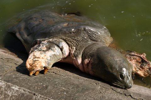 Trước đó, các nhà khoa học từng nhiều lần lo ngại bệnh của cụ Rùa Hồ Gươm sẽ tái phát