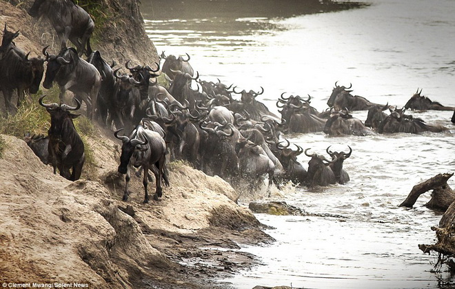 Cá sấu rình cơ hội để 