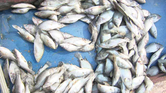 Hiện tượng cá chết hàng loạt bất thường ở biển Vũng Áng khiến người dân mất ăn mất ngủ