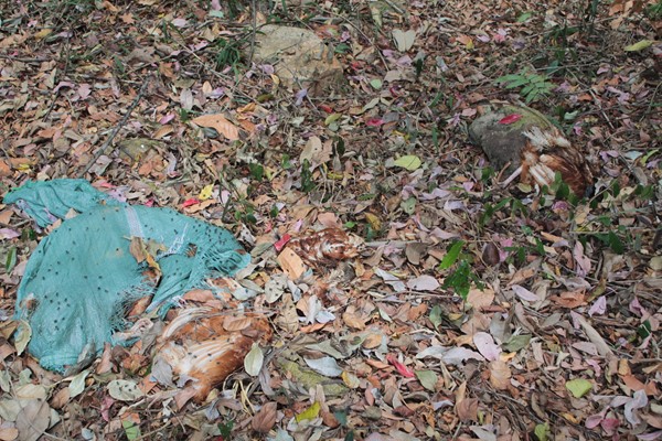 Hàng chục bao chứa hàng trăm xác gà thối đang phân hủy nặng bốc mùi kinh khủng tại đèo Tà Nung
