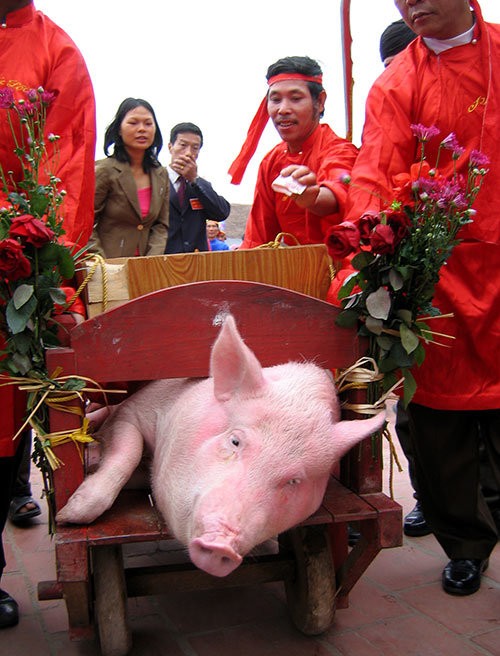 Theo một số ý kiến, lễ hội chém lợn ở Bắc Ninh là lễ hội tàn ác bậc nhất cần được hủy bỏ