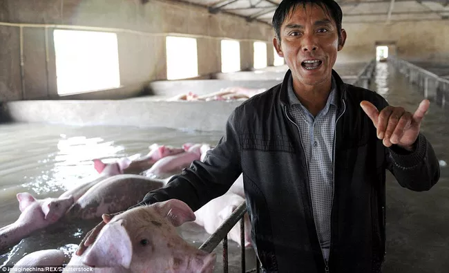 Hiện, ông Li đang hy vọng rằng có thể bán ngay những chú lợn này cho một công ty nào đó trước khi quá muộn. Ảnh: REX