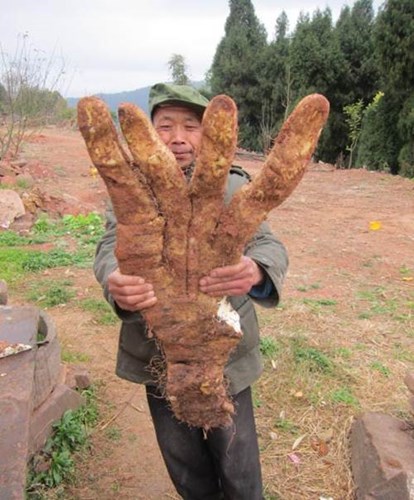 Củ khoai lang kỳ lạ ở Trung Quốc