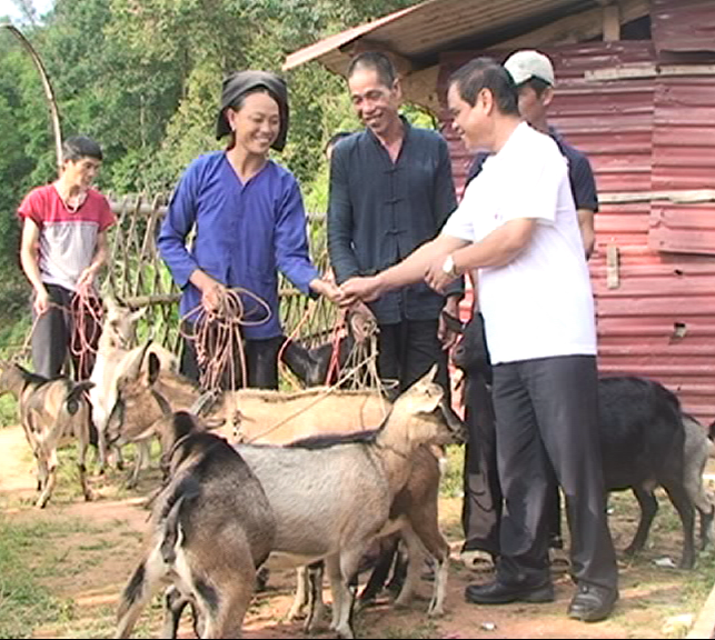 Nửa số dê giống trao cho hộ nghèo ở Thạch Thành Thanh Hóa được đưa vào trang trại của Bí thư Huyện