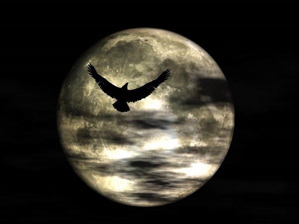 Các loài chim tích cực săn mồi hơn vào đêm trăng tròn