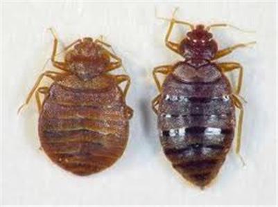 Rệp giường là loài côn trùng thuộc bộ bọ xít (Hemiptera), rất khó tiêu diệt