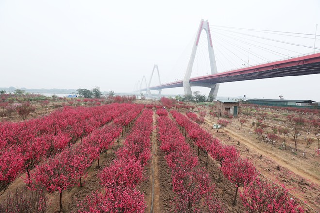 Địa điểm chụp ảnh Tết Âm lịch tại làng đào Phú Thượng luôn rực sắc hồng