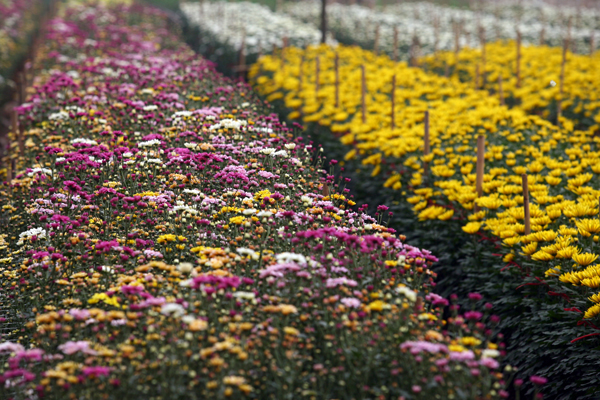 Làng hoa Tây Tựu không chỉ là một nơi buôn bán hoa mà còn là một địa điểm chụp ảnh Tết Âm lịch rực sắc