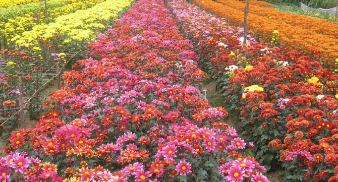 Địa điểm chụp ảnh Tết dương tại những vườn hoa Hà Nội