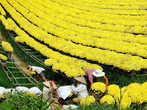 Sắc vàng rực rỡ của hoa cúc tại vườn hoa Sa Đéc - một địa điểm chụp ảnh Tết Âm lịch không thể bỏ qua