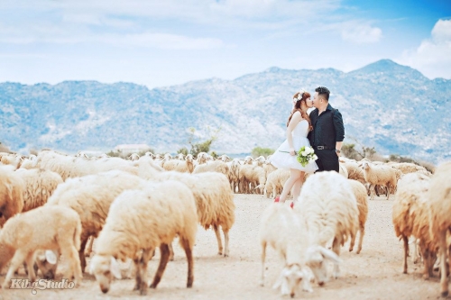 Những đàn cừu tạo nên sự độc đáo cho bộ ảnh cưới chụp tại Ninh Thuận