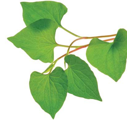 Rau diếp cá không chỉ giúp trị mụn trứng cá mà còn có rất nhiều tác dụng khác