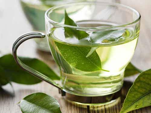 Trong thành phần lá trà xanh có chứa nhiều chất rất có lợi cho cơ thể bà bầu