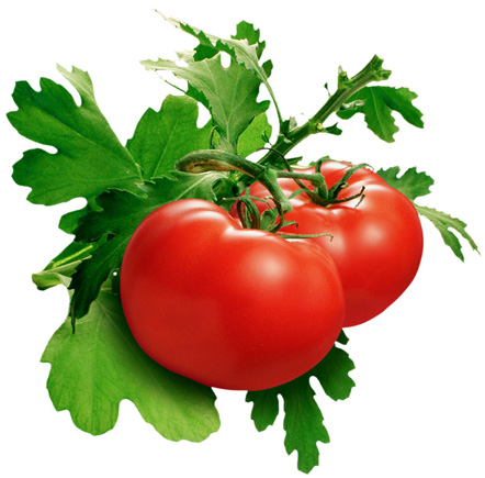 Cà chua là thực phẩm bổ sung dinh dưỡng cho bà bầu giúp lợi sữa sau sinh