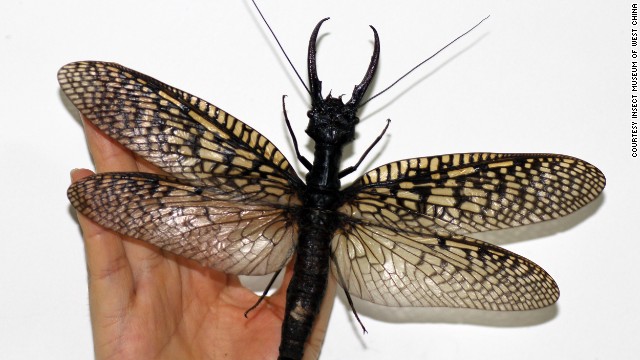 Phát hiện loài côn trùng lớn nhất thế giới ở Trung Quốc