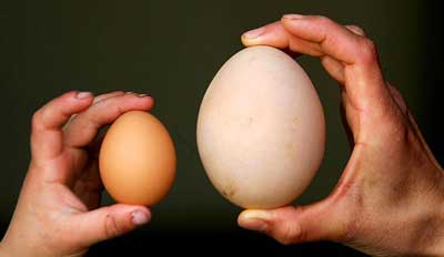 Phụ nữ có thai ăn trứng ngỗng vì cho rằng con sẽ thông minh